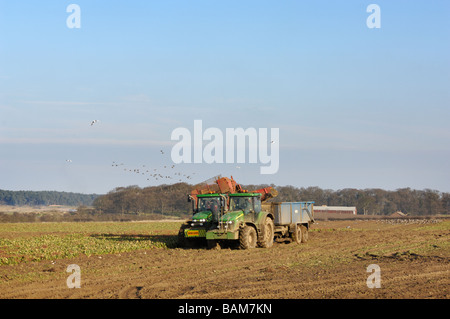 Zuckerrüben-Ernte mit rosa footed Gänse Fütterung in der Ferne Norfolk Uk Februar Stockfoto