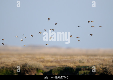 Berghänfling Zuchtjahr Flavirostris Herde im Flug über küstennahen Salzwiesen Norfolk Uk Februar Stockfoto