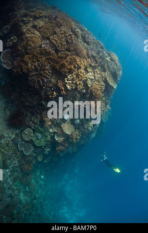 Freediver erforscht Korallenriff Raja Ampat West Papua Indonesien Stockfoto