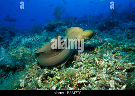 Freies Schwimmen grüne Muräne Gymnothorax Funebris Karibik Kuba Stockfoto