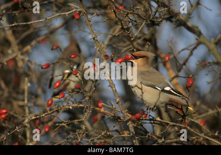 Seidenschwanz Bombycilla Garrulus Fütterung auf wilde Hagebutten Norfolk UK Februar Stockfoto