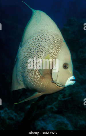 Gray Angelfish Pomacanthus Arcuatus Karibik Kuba Stockfoto