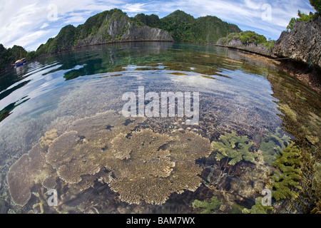 Tischkorallen in seichte Wasserlinie Raja Ampat West Papua Indonesien Stockfoto