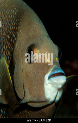Gray Angelfish Pomacanthus Arcuatus Karibik Kuba Stockfoto