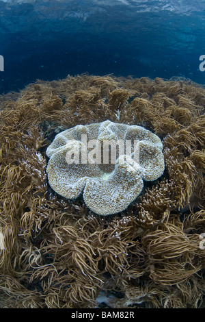 Pilz Leder Coral zwischen Flexible Leder Korallen Sarcophyton sp Sinularia Flexibilis Raja Ampat West Papua Indonesien Stockfoto