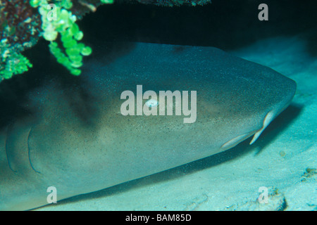 Nurse Shark Ginglymostoma Cirratum Karibik Kuba Stockfoto