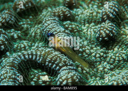 Pfefferminz Goby auf Korallen Coryphopterus Lipernes Karibik Kuba Stockfoto