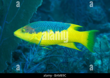 Spanisch Lippfische Bodianus Rufus Karibik Kuba Stockfoto