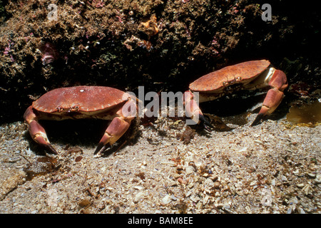 Europäische essbare Krabben Cancer Pagurus Alesund Nordatlantik Norwegen Stockfoto