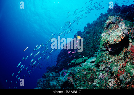 Schule-Fische im Korallenriff pazifischen Mikronesien Palau Stockfoto