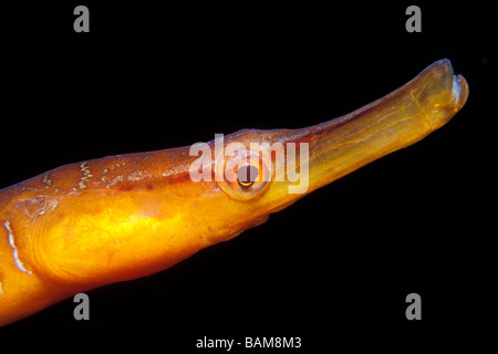 Atlantic Trumpetfish Aulostomus Strigosus Alesund North Atlantic Norwegen Stockfoto