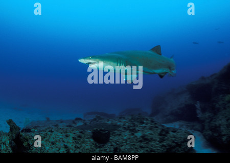 Sandtiger Shark Carcharias Taurus Aliwal Shoal Südafrika Stockfoto