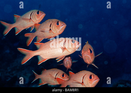 Schwarm von Soldierfish Myripristis Murdjan pazifischen Mikronesien Palau Stockfoto