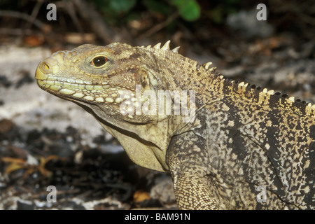 Kubanische Iguana Cyclura Nubila Nubila Jardines De La Reina Kuba Stockfoto