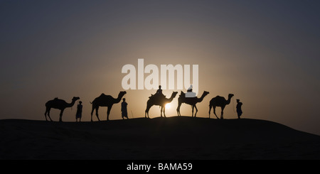 Kamele bei Sonnenuntergang in der Wüste Thar Rajasthan Indien Stockfoto