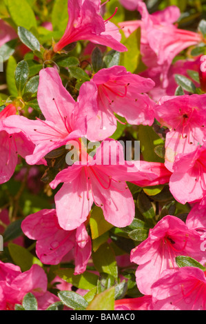 Rosa Azalee Azaleen Blumen blühen Blüte Stockfoto