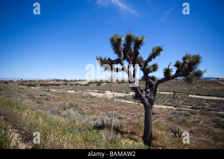 Joshua Tree (Yucca Brevifolia), Joshua Tree National Park, Mojave-Wüste, Kalifornien, USA. Stockfoto