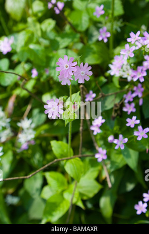 Red Campion wächst in Keg Holz bei Etherow Country Park am Compstall in Cheshire Stockfoto