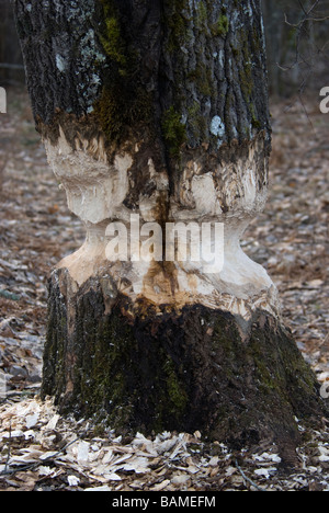 Europäischer Biber Castor Fiber Zeichen der Fütterung Stockfoto