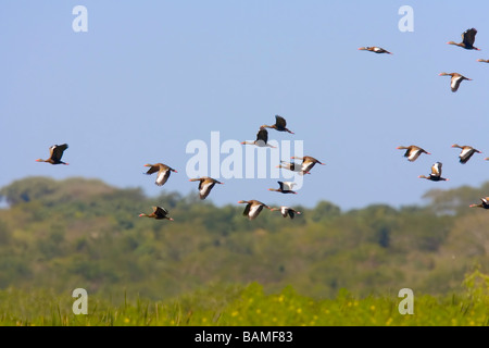 Herde von schwarzbäuchigen Pfeifen Enten im Flug. Stockfoto