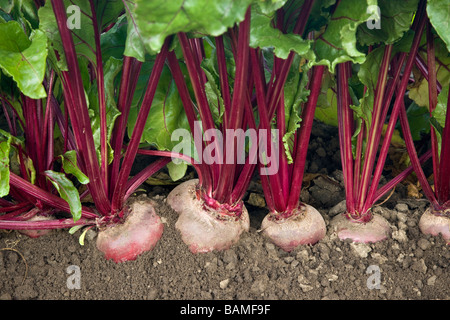 Rüben "Organische" wächst. Stockfoto