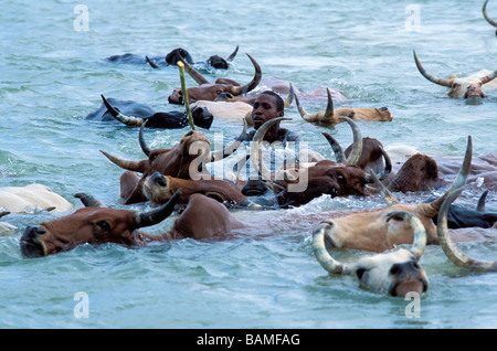 Mali, Mopti Region, Sofara, Transhumanz Herde der Peulh Menschen überqueren des Flusses Bani Stockfoto