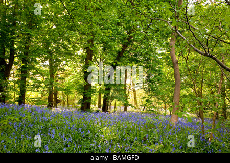 Gemeinsamen Bluebell (Hyacinthoides non-Scripta) Stockfoto