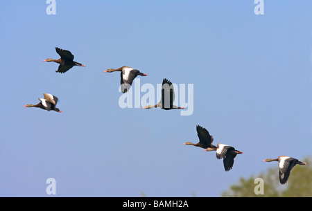 Herde von schwarzbäuchigen Pfeifen Enten im Flug. Stockfoto