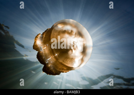 Mastigias Quallen im Gegenlicht Mastigias Papua Etpisonii Jellyfish Lake Mikronesien Palau Stockfoto