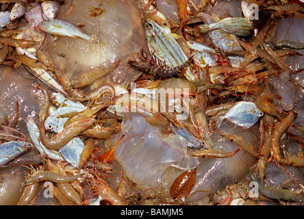 Garnelen und Beifang von Jungfischen und Quallen aus Semi-industrielle Garnelen-Dragger Maputo-Mosambik Stockfoto