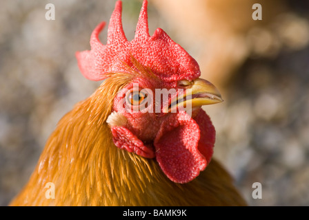 Nahaufnahme des Kopfes ein Hahn mit rotem Kamm und Kehllappen Stockfoto