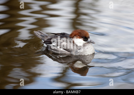 Weibliche Zwergsäger Mergus albellus Stockfoto