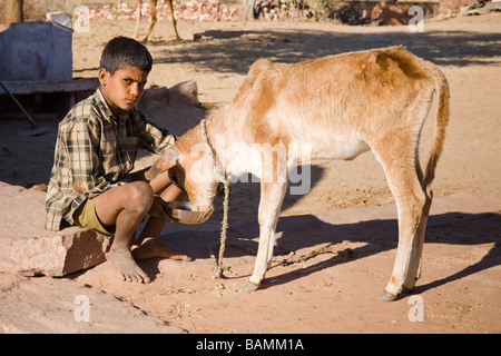 Kleiner Junge Fütterung ein junges Kalb auf einer Farm in der Nähe von Osian, Rajasthan, Indien Stockfoto