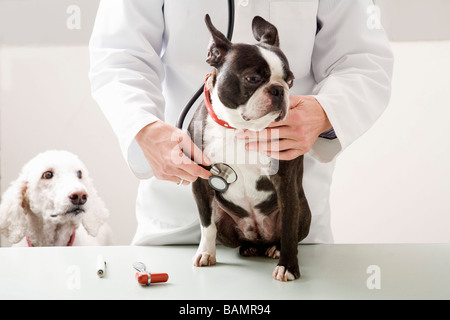 Tierarzt überprüft Boston Terrier Hund mit Stethoskop Stockfoto