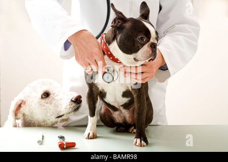 Tierarzt überprüft Boston Terrier Hund mit Stethoskop Stockfoto