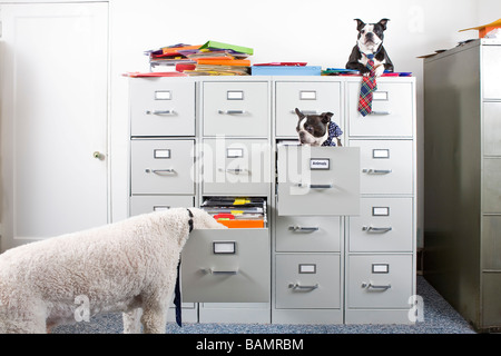 Pudel mit zwei Boston Terrier sitzen und auf dem neuesten Aktenschrank Stockfoto