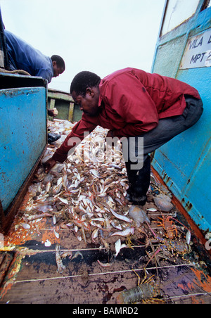 Fischer, die Sortierung von Garnelen und Beifang auf Garnelen Dragger Maputo-Mosambik Stockfoto