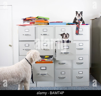 Pudel mit zwei Boston Terrier sitzen und auf dem neuesten Aktenschrank Stockfoto