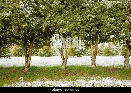 Holly Hof mit Bäumen und Sträuchern, die leicht mit Schnee bedeckt Stockfoto