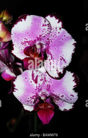 Orchidee blüht. Nicht so doll Phalaenopsis lila weiß Stockfoto