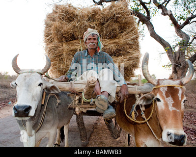 Lokalen indischen Mann reitet eine Bullock Cart äußern Pradesh, Indien Stockfoto