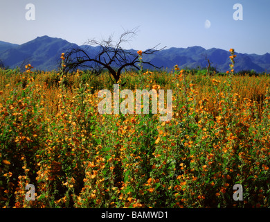Wüste von Arizona Frühling Blumen mit Mond Stockfoto
