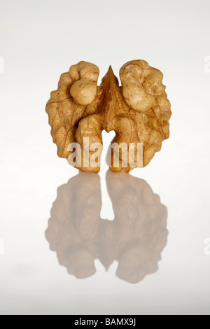 Eine einzelne Schale Nussbaum Stockfoto