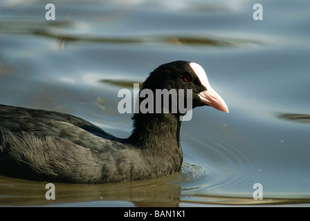 Eurasische Blässhuhn Fulica Atra in Wasser Stockfoto