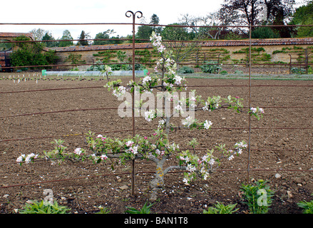 Spalier ausgebildete Apfelbaum in Blüte. Malus. Stockfoto