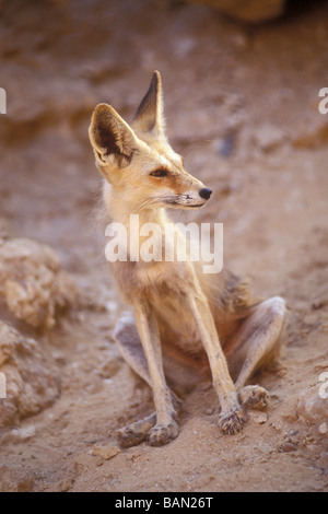 Fennec Fuchs Vulpes Zerda Sinai Ägypten Stockfoto