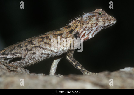 Oriental Garden Lizard Calotes versicolor Ellaidhoo-Ari-Atoll Malediven Stockfoto