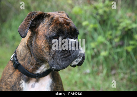 Rassehund Boxer Stockfoto