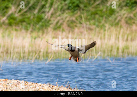 Mallard Duck Landung Stockfoto