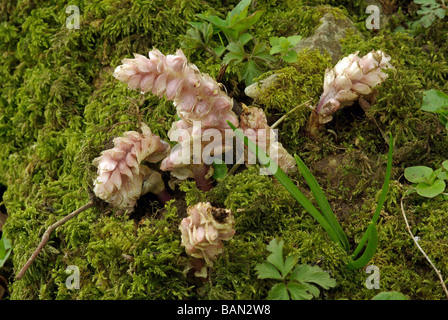 Toothwort - Lathraea squamaria Stockfoto